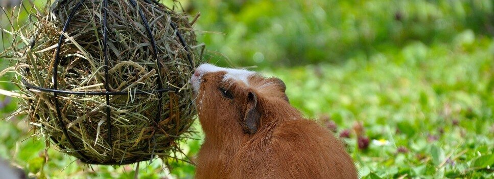 guinea pig eating hay from treat ball