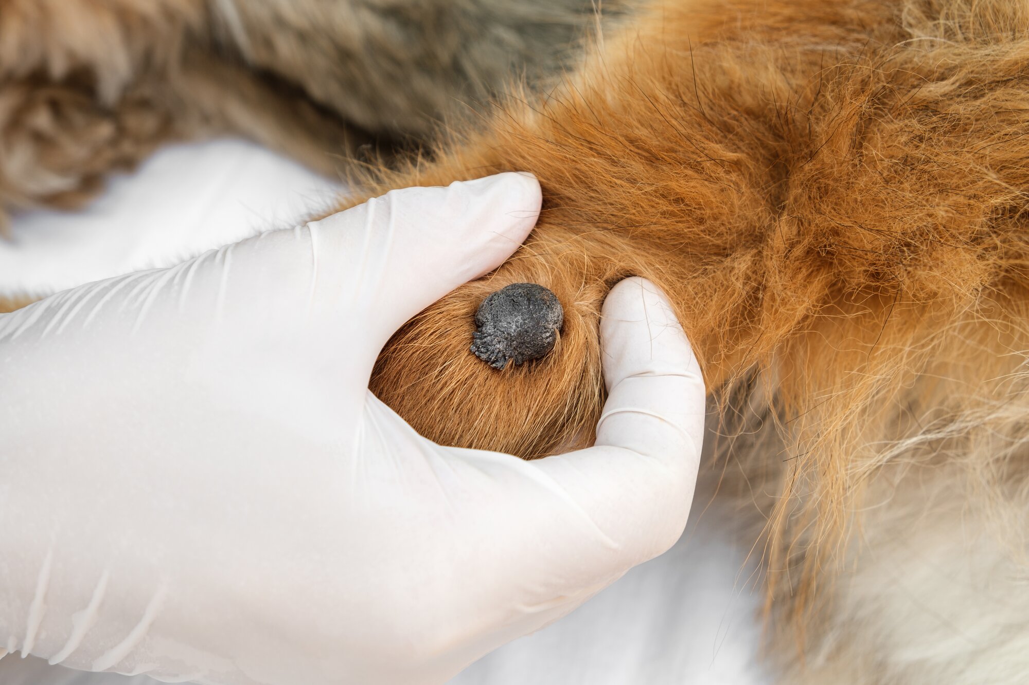 gloved hand exposing lump on dogs leg