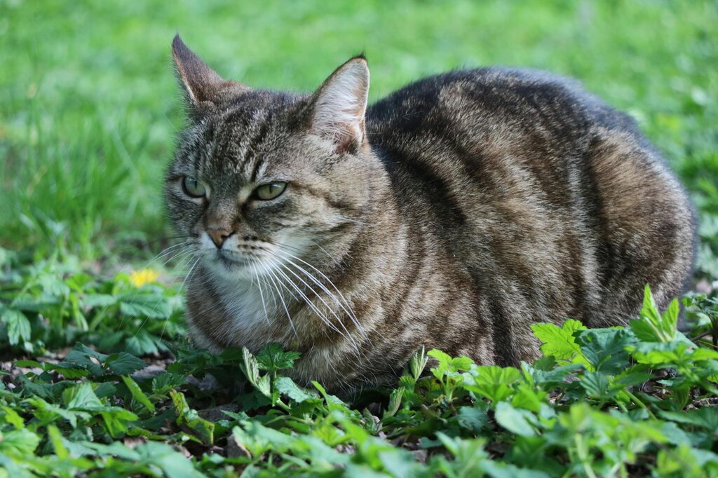 cat resting outdoors