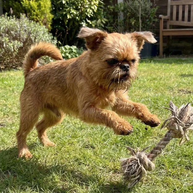 brussels griffon playing with rope toy
