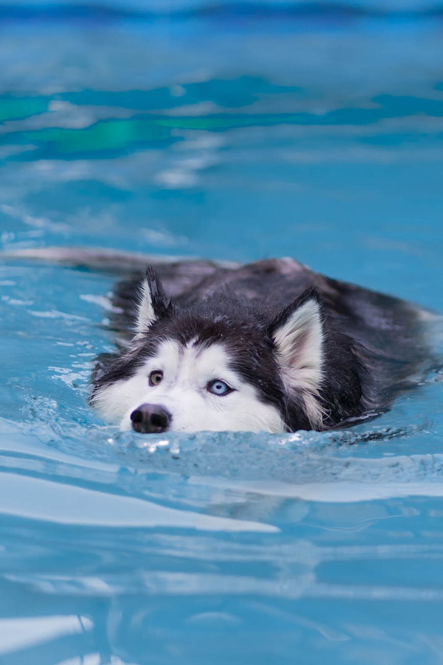 malamute swimming