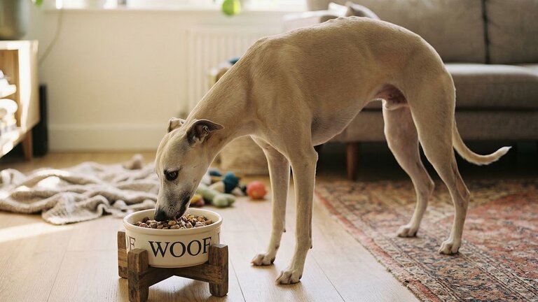whippet-eating-in-a-bowl