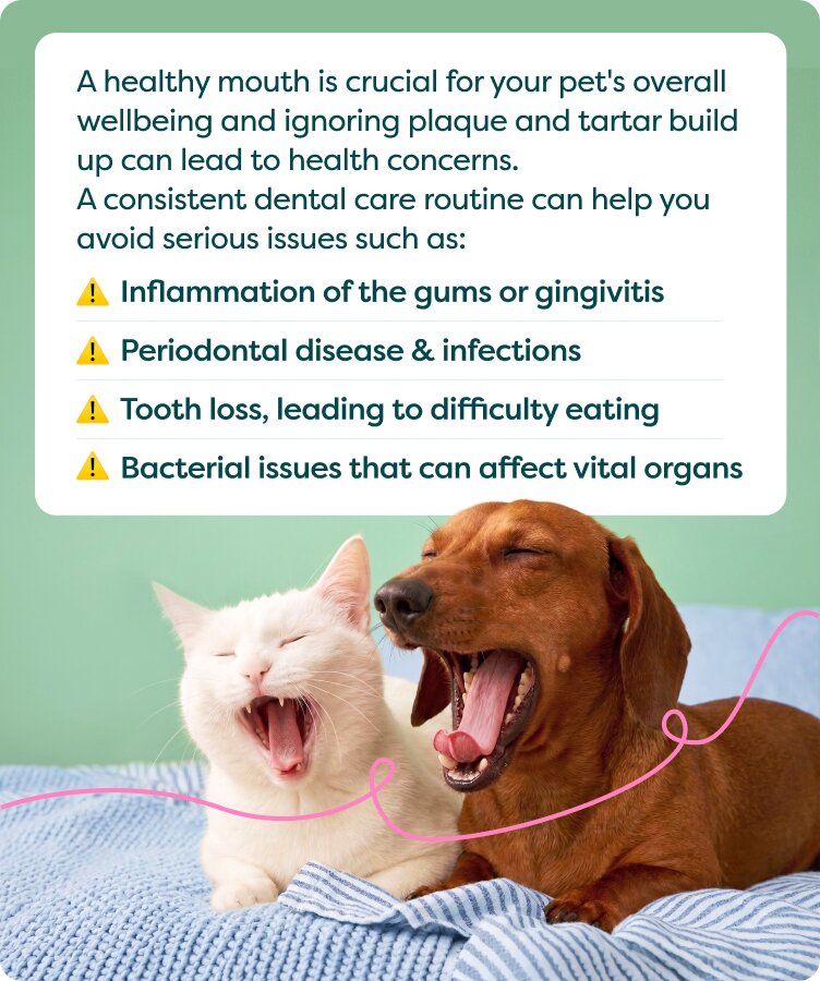 Why dental care matters