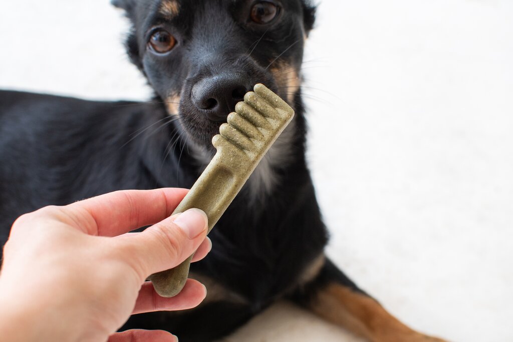 dog looking at dental treat