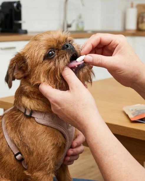 brussels griffon being given a pill