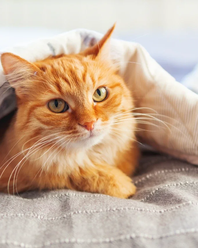 ginger cat curled under blanket 
