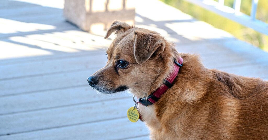 dog wearing collar and tag