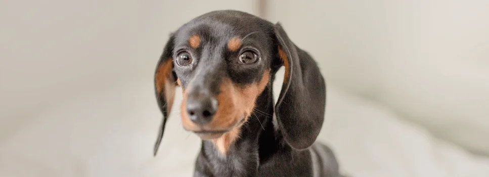 dachshund looking at camera