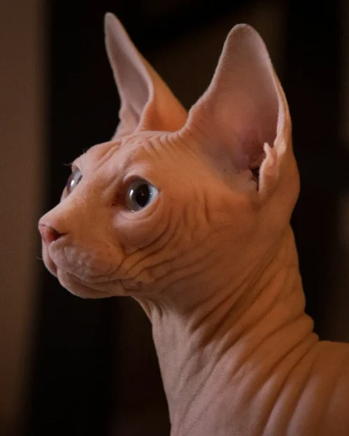 ragdoll cat eating from a bowl