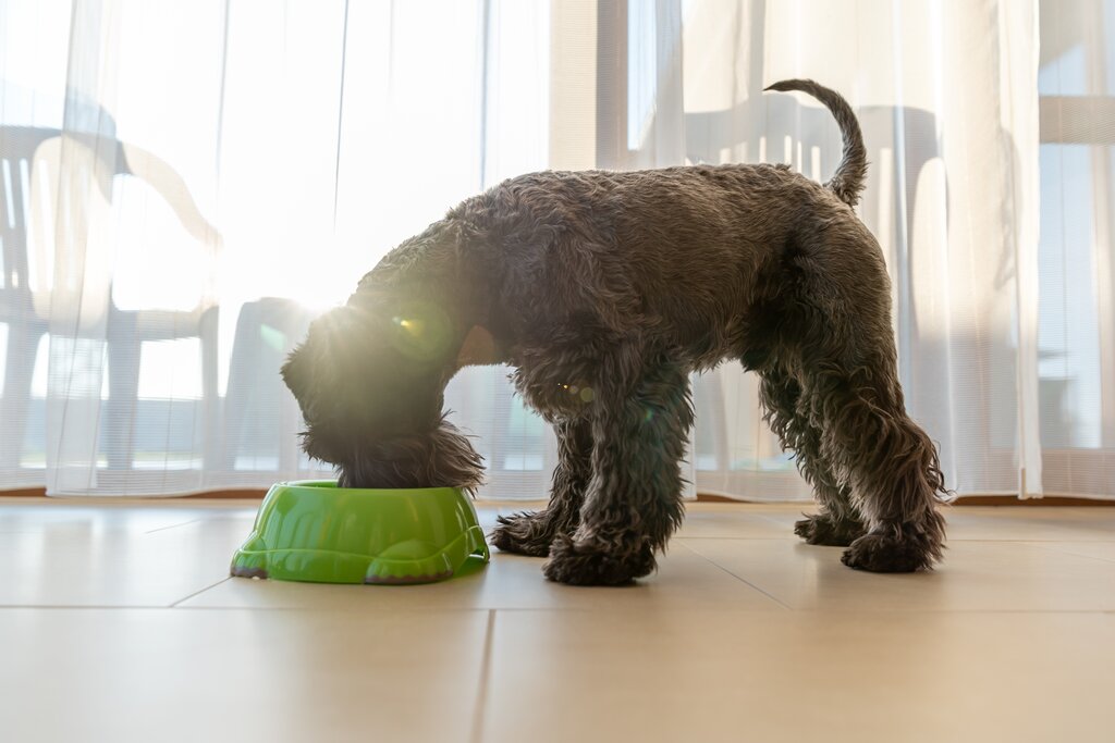 schnauzer eating from green bowl