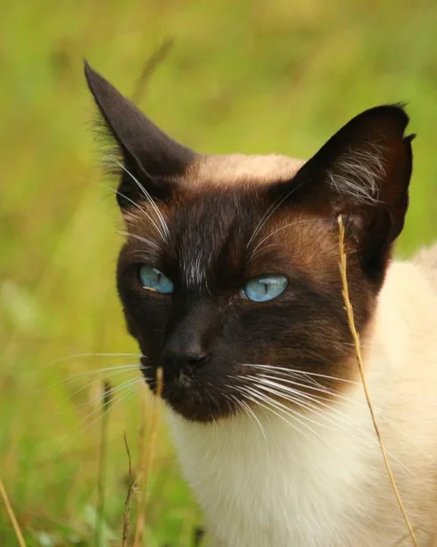 siamese cat in long grass outdoors