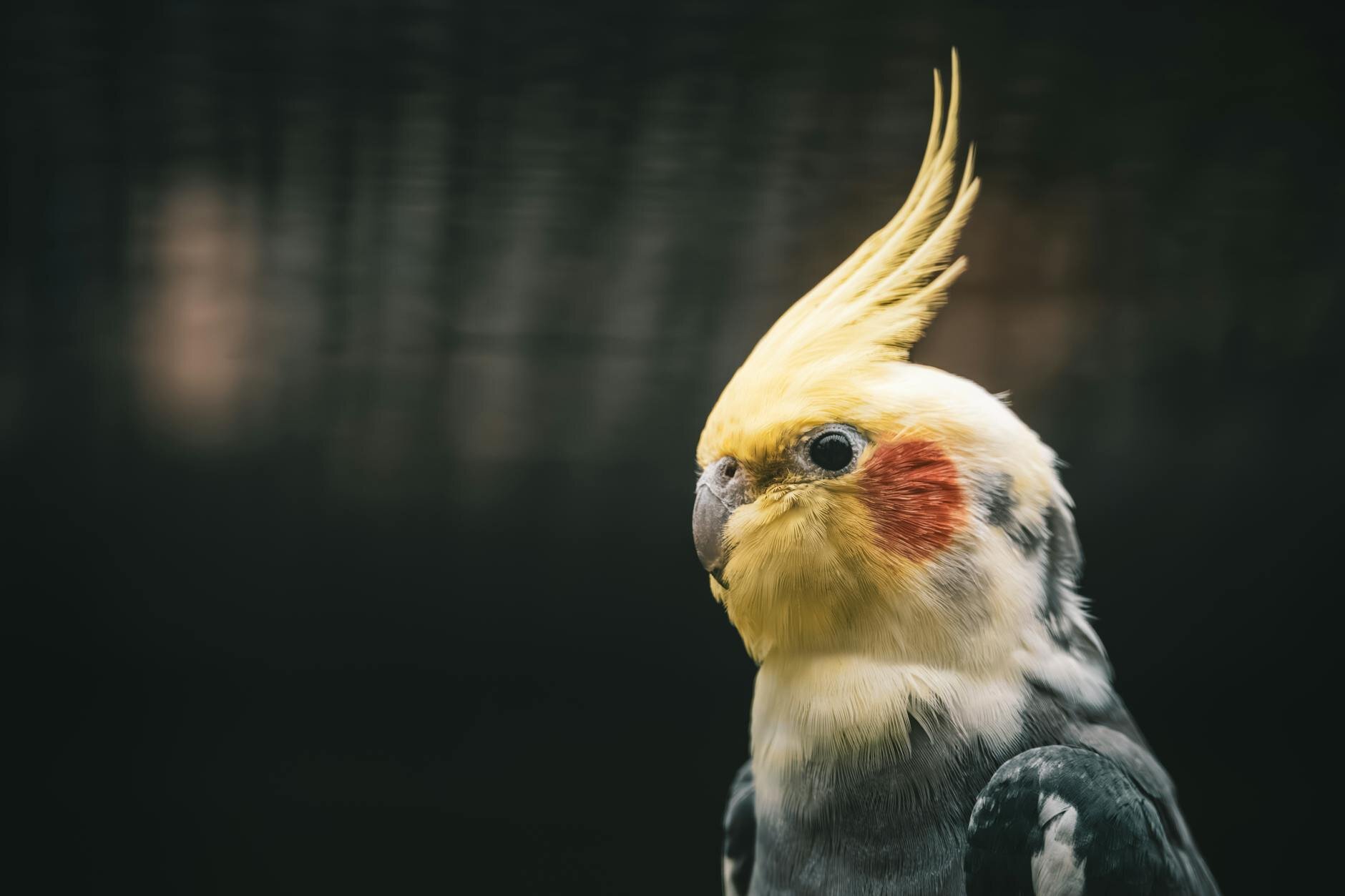 cockatiel