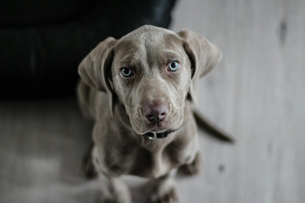 grey puppy with blue eyes sitting on wooden floor and looking up at the camera