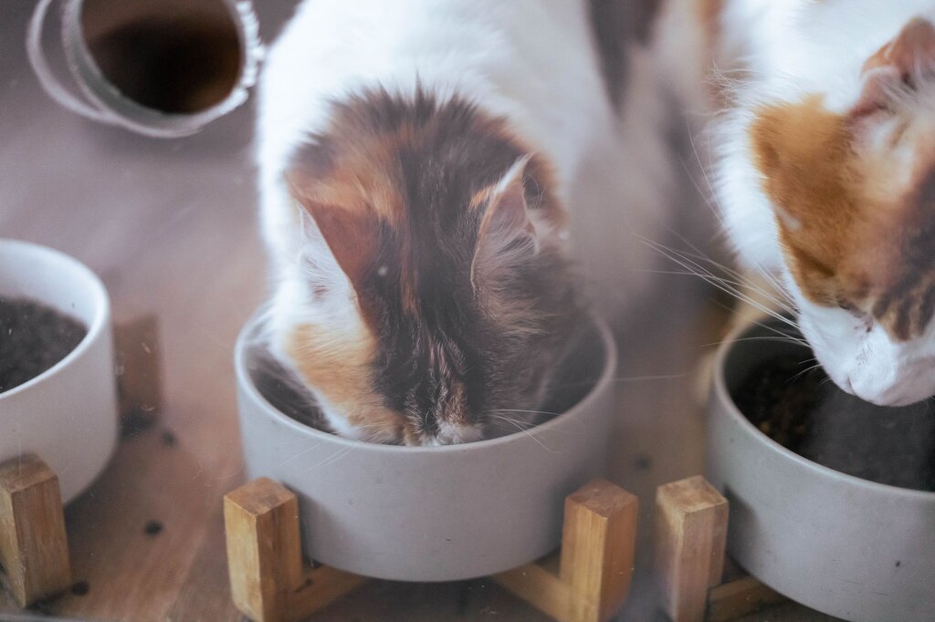 cats eating out of ceramic bowls