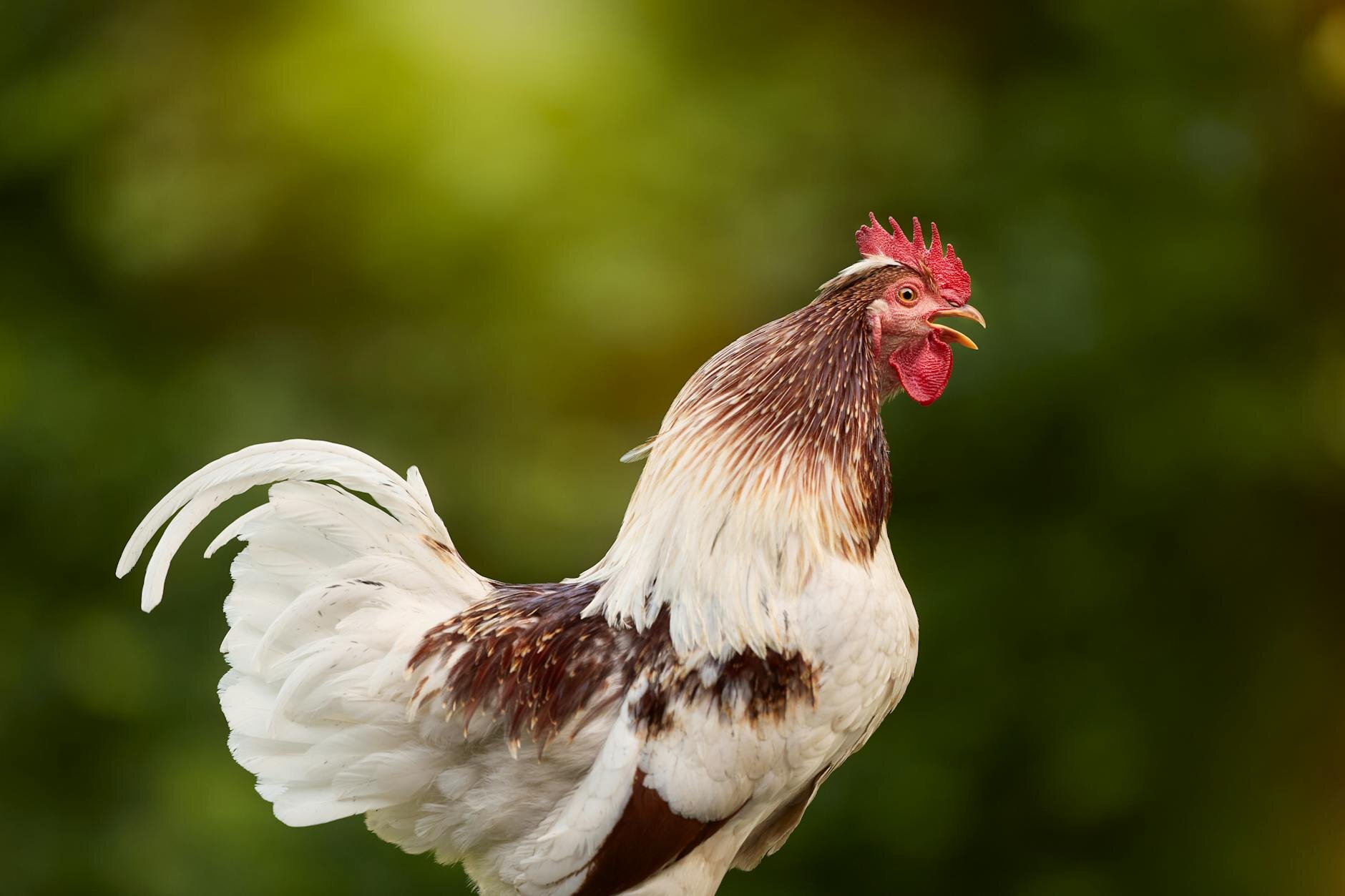 rooster crowing