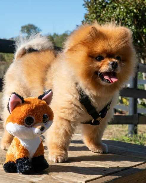 pomeranian outdoors wearing harness standing next to fox toy