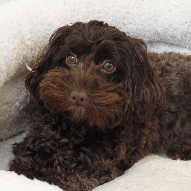 spoodle puppy lying in bed