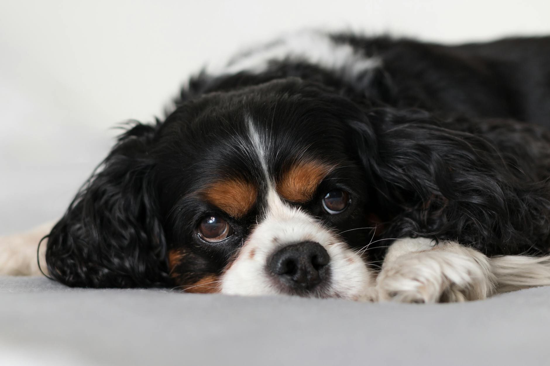 cavalier lying on floor