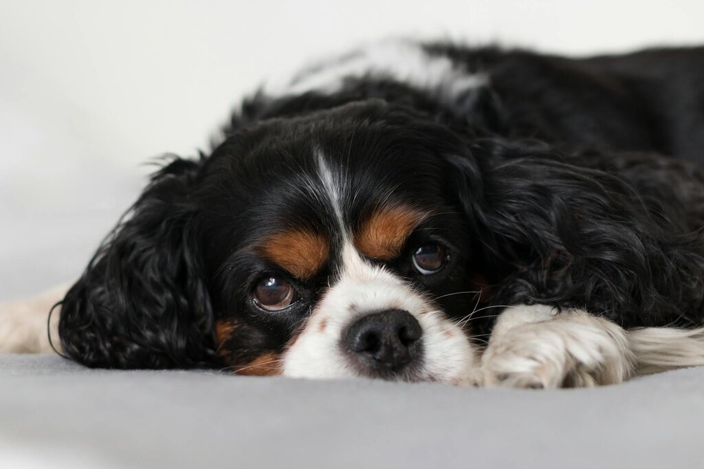cavalier lying on floor