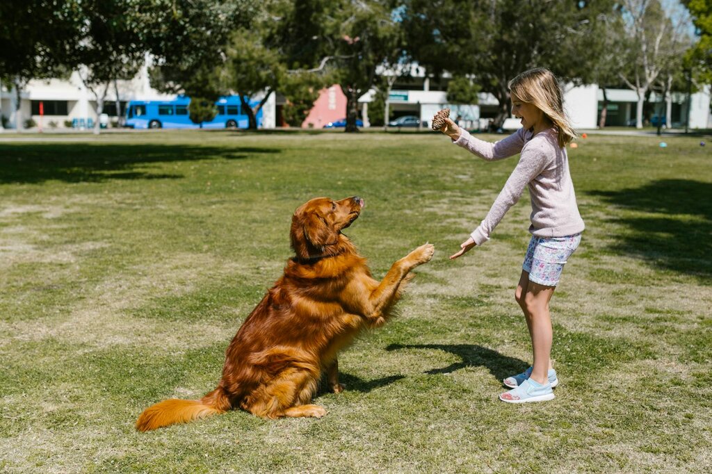 Golden Retriever dog sitting with paw out for a treat held by young girl