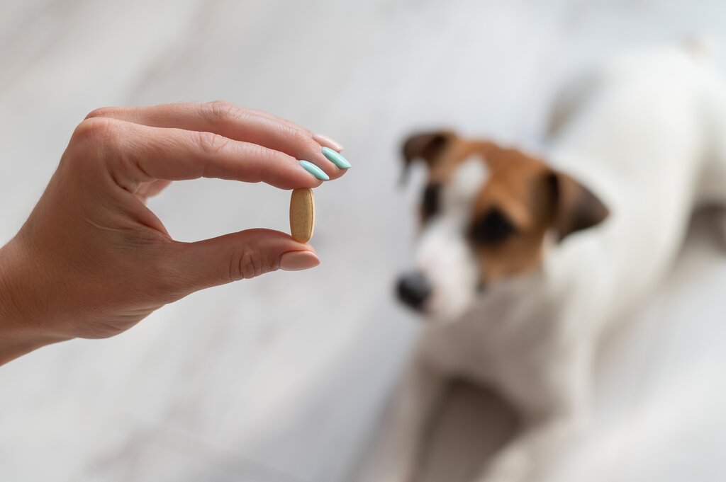 owner giving tablet to dog 