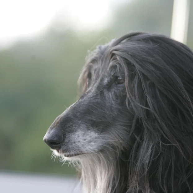 senior afghan hound