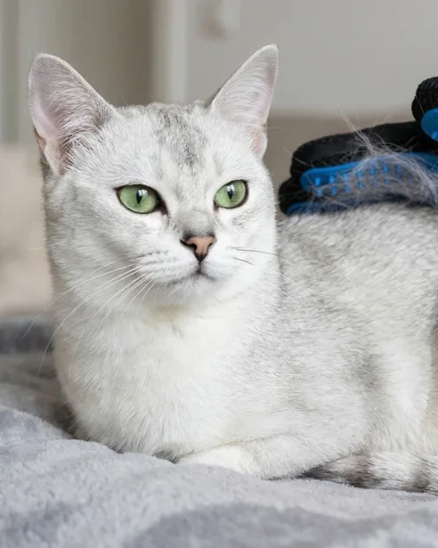 burmilla being groomed with grooming glove
