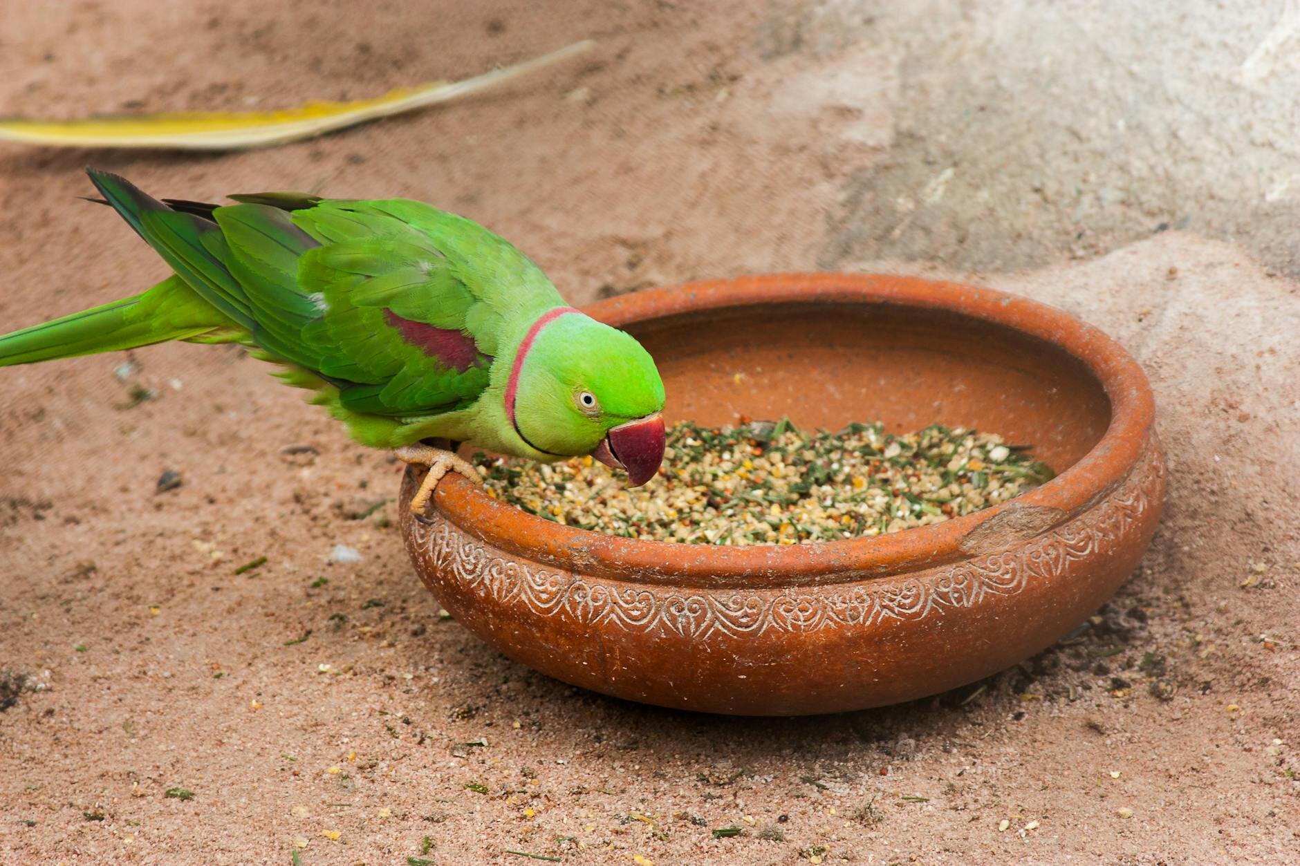 indian ringneck eating seed out of ceramic bowl