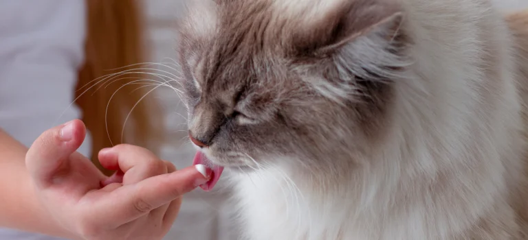 ragdoll taking medication