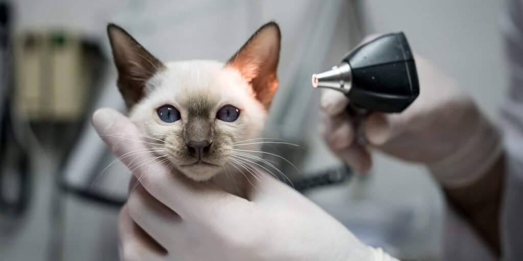 vet checking kitten's ears