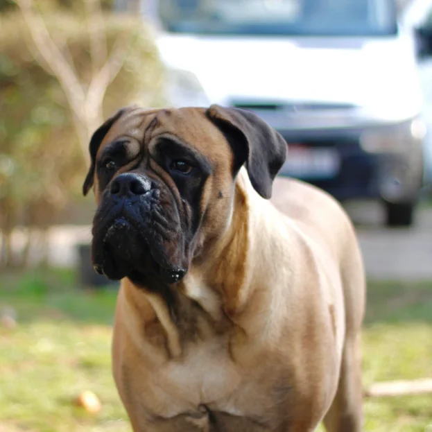 bullmastiff-playing
