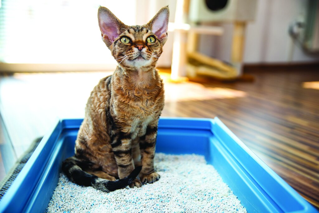 devon rex sitting in litter tray in lounge room
