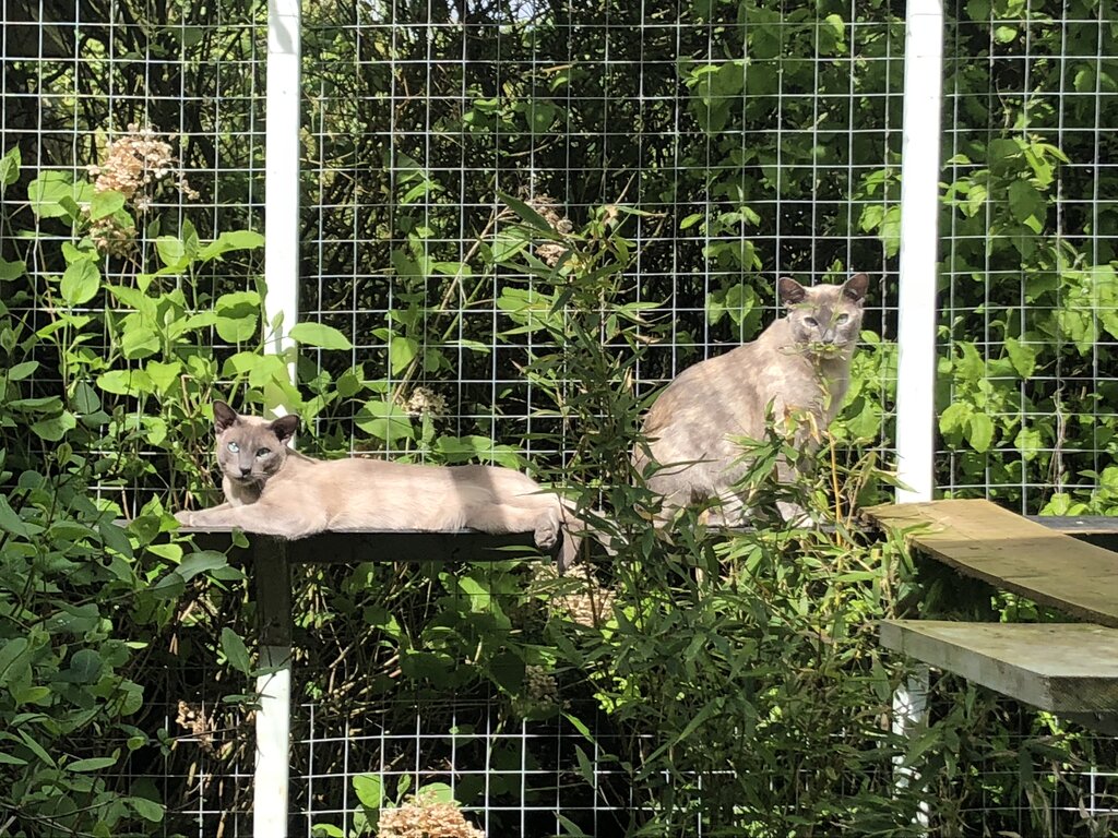 cats sitting in outdoor cat enclosure 