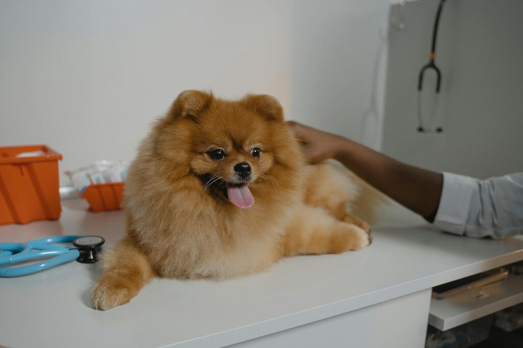 pomeranian on vet examination table