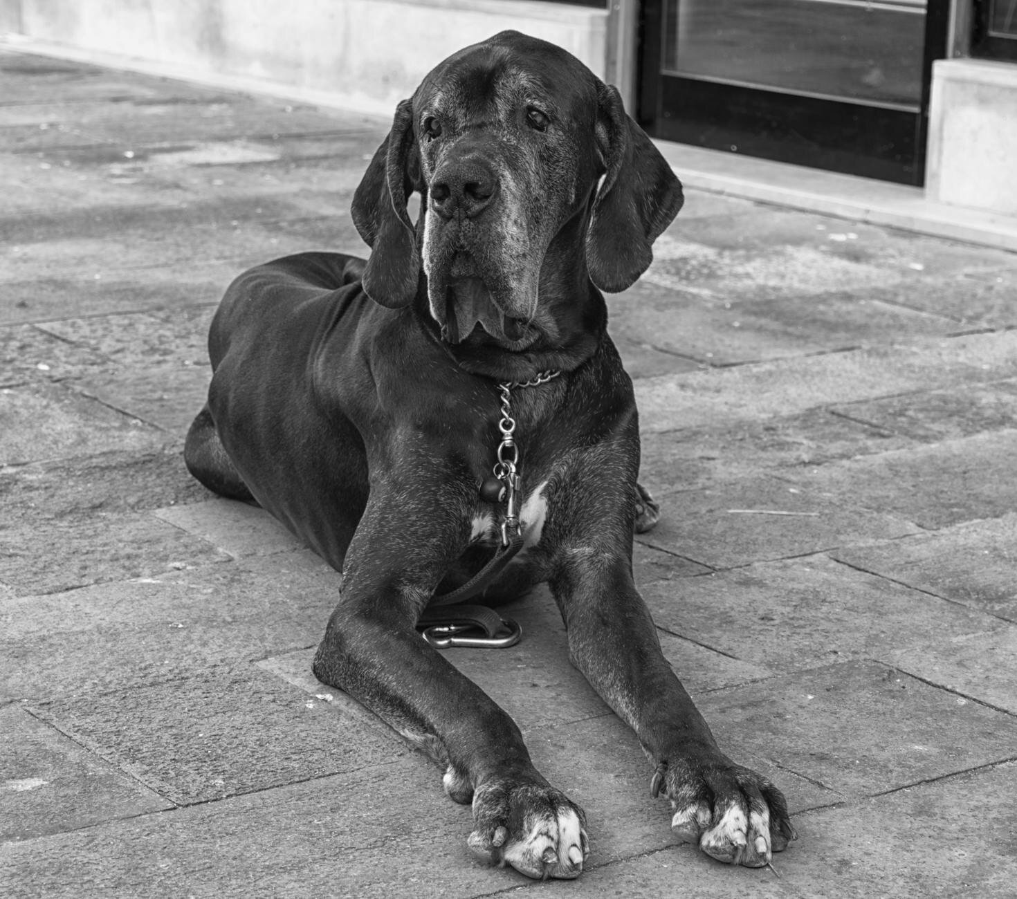 old Great Dane dog
