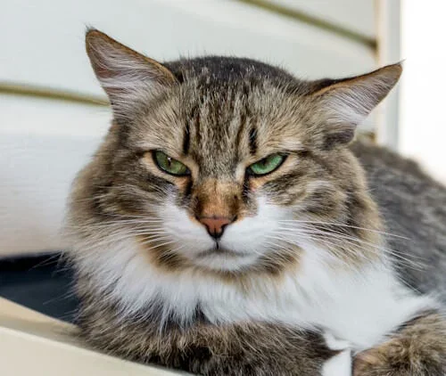 annoyed cat