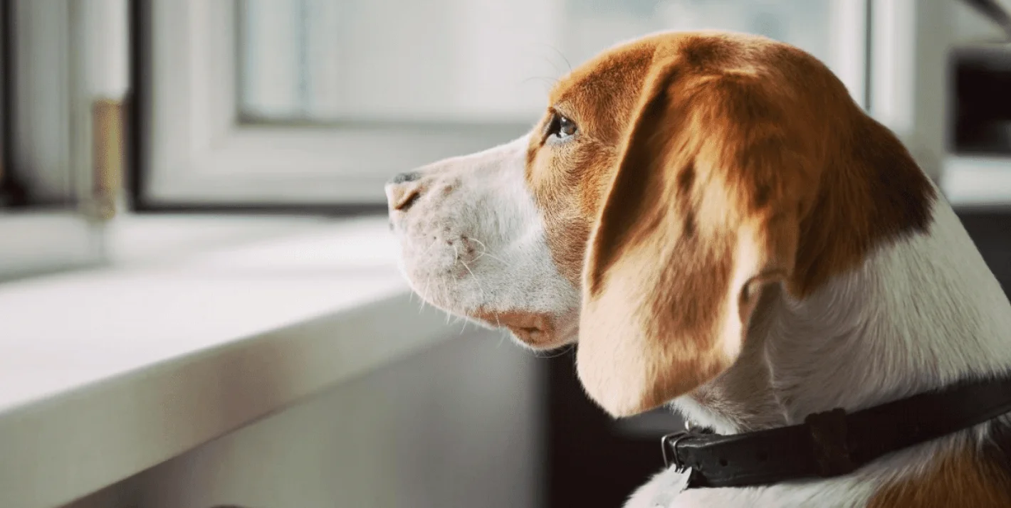 beagle looking out the window