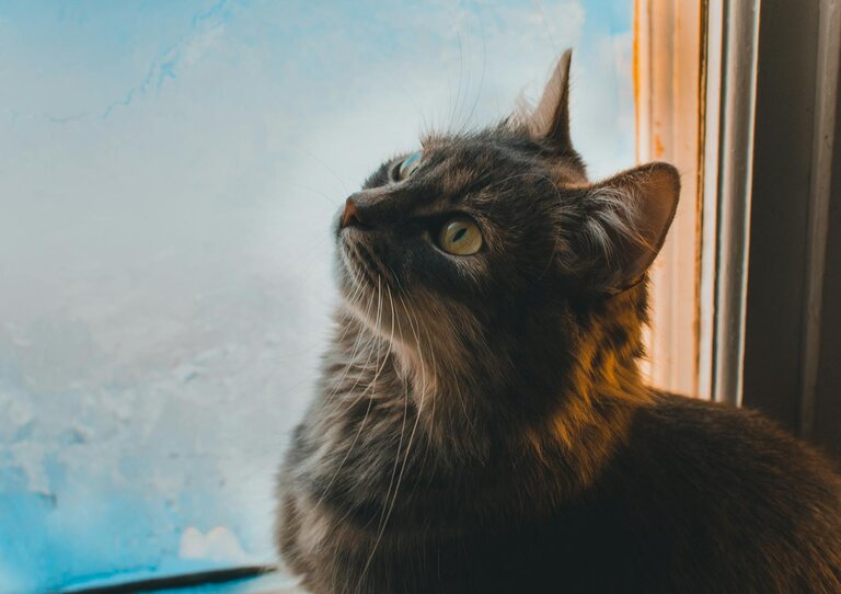 maine coon sitting by window looking up
