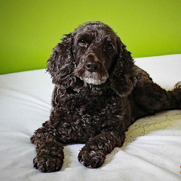black spoodle lying on bed with green background