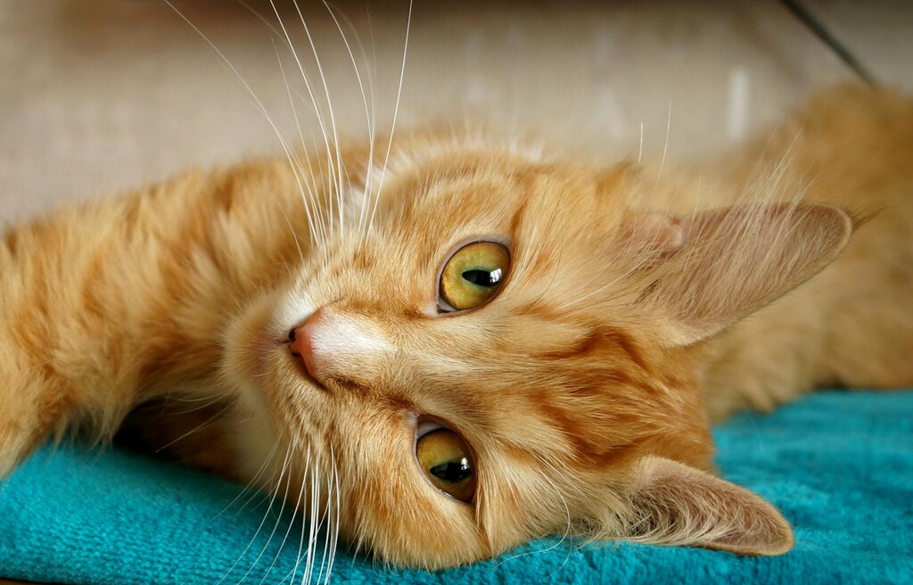 ginger cat lying on a turquoise blanket 