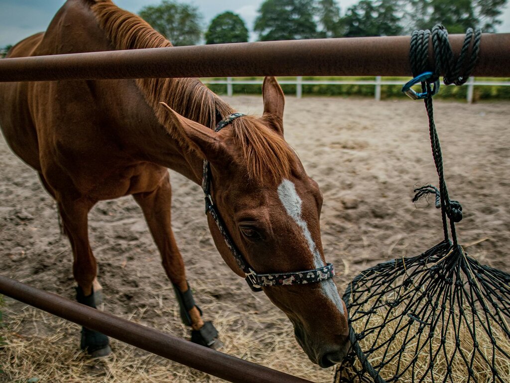 horse eating from hay net 