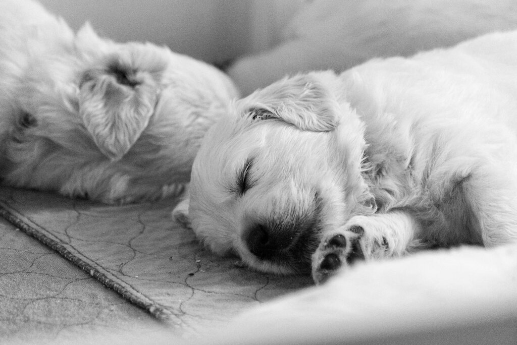black and white image of 2 puppies asleep on floor
