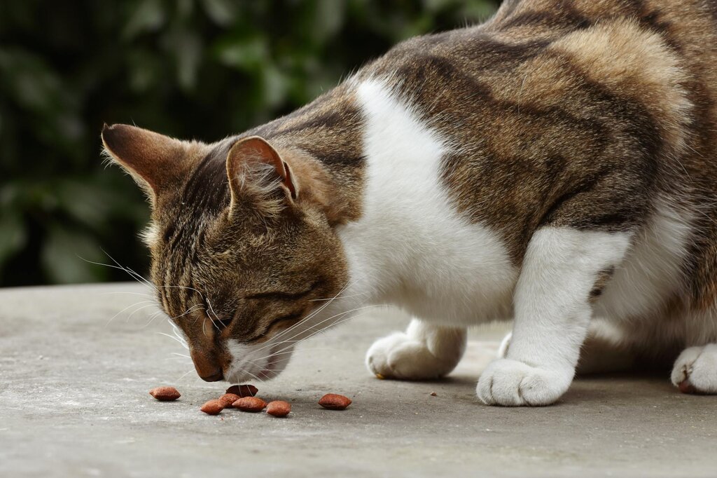 cat eating dry food 