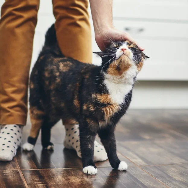 Tortie cat in kitchen being patted