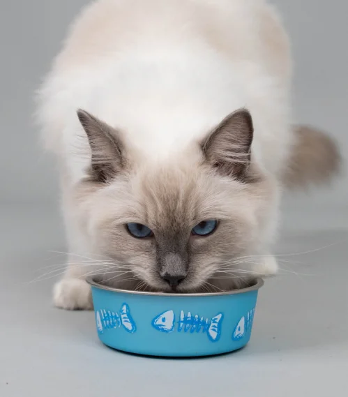 ragdoll cat eating from a bowl