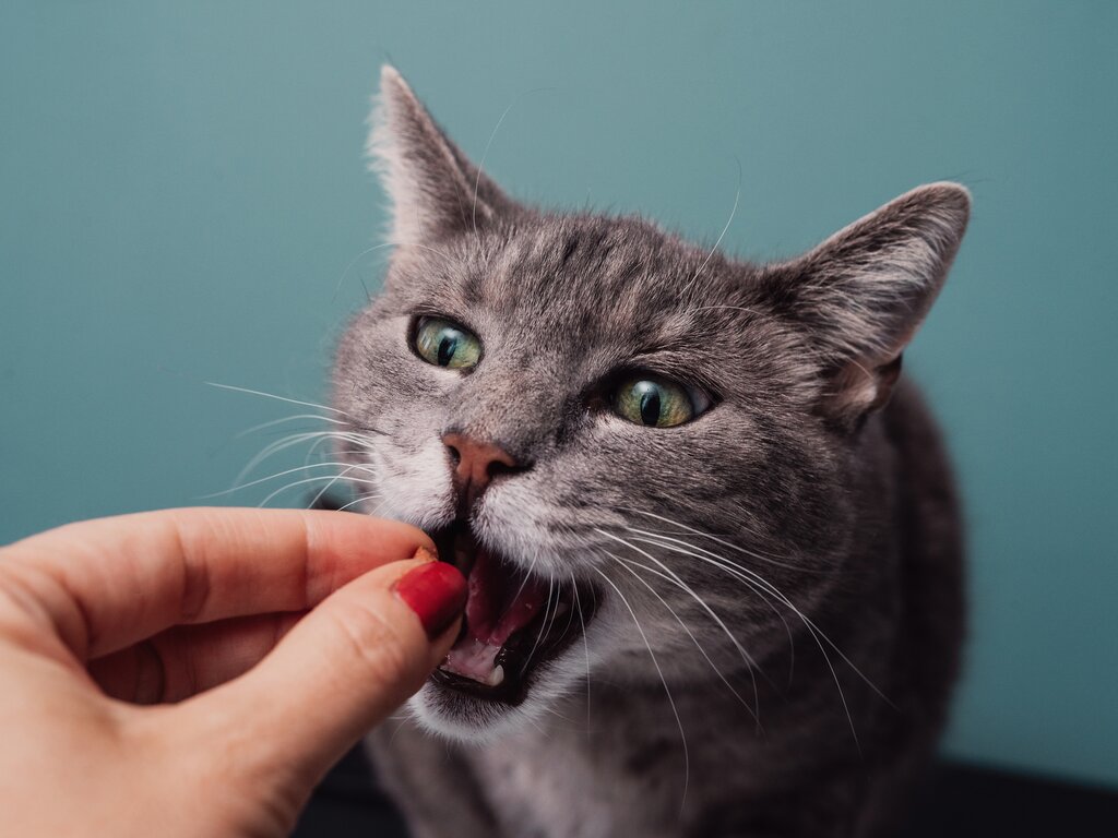 cat chewing on dental treat