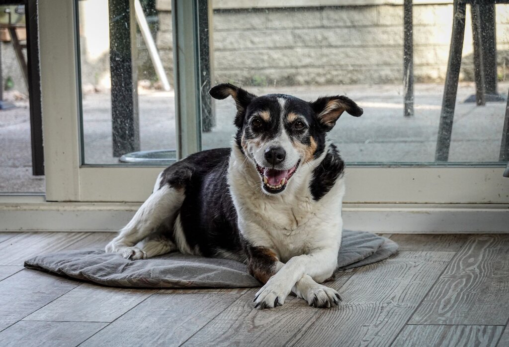 old dog lying on mat by glass door