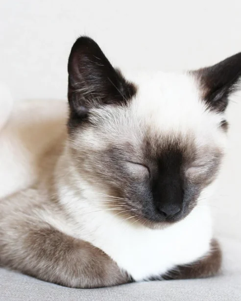 black and white image of siamese cat resting