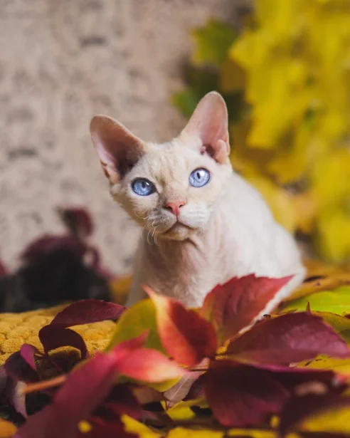 devon rex sitting in autumn leaves
