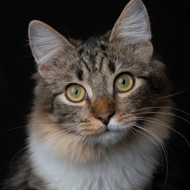 close up of medium hair cat looking at camera
